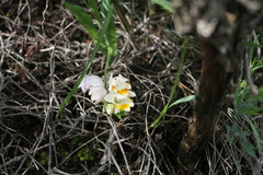 Freesia caryophyllacea