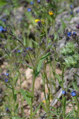 Anchusa arvensis orientalis