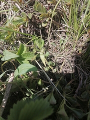 Gagea granulosa