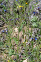 Anchusa arvensis orientalis
