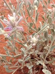 Ptilotus sessilifolius