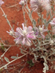 Ptilotus sessilifolius
