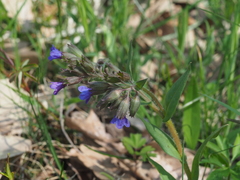 Pulmonaria australis