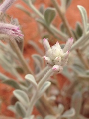 Ptilotus sessilifolius