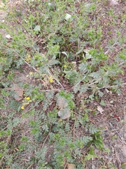 Potentilla supina