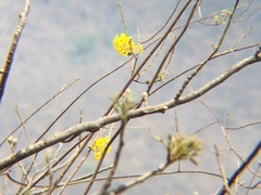 Conzattia multiflora