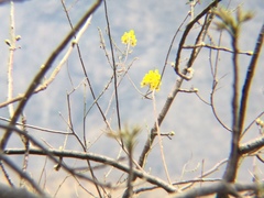 Conzattia multiflora