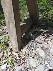 Eutropis longicaudata