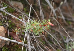 Oxalis confertifolia