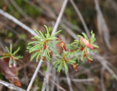Oxalis confertifolia