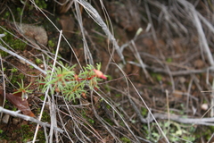 Oxalis confertifolia