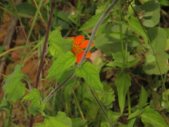 Angiospermae