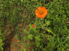 Angiospermae
