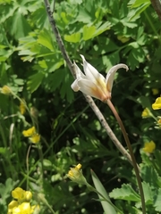 Tulipa patens