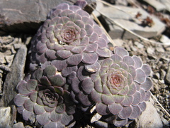 Neoandinium