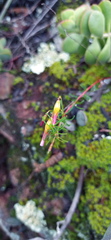 Oxalis confertifolia