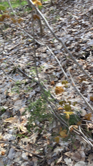 Dirca palustris