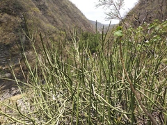 Euphorbia rossiana