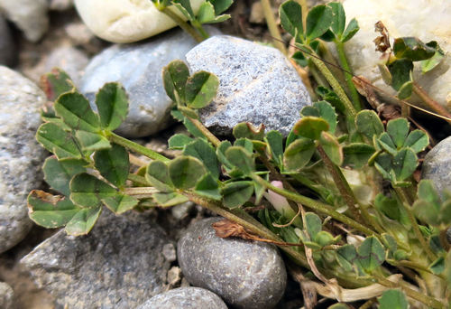Bird's-foot Clover (Trifolium ornithopodioides)