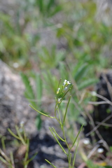 Arabis recta