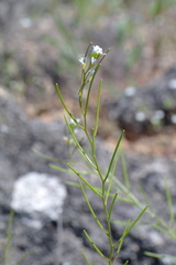 Arabis recta