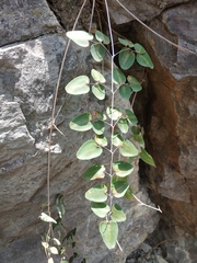 Pellaea cordifolia
