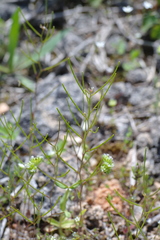 Arabis recta