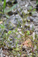 Arabis recta