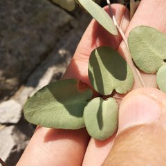 Pellaea cordifolia