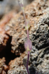 Arabis recta