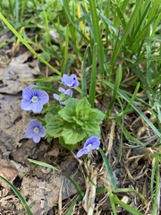 Veronica filiformis