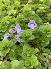 Veronica filiformis