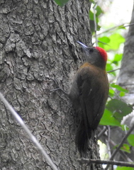 Chloropicus griseocephalus