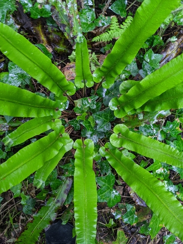 Hart's-Tongue Fern