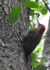 Chloropicus griseocephalus