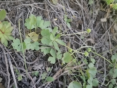 Ranunculus polyrhizos