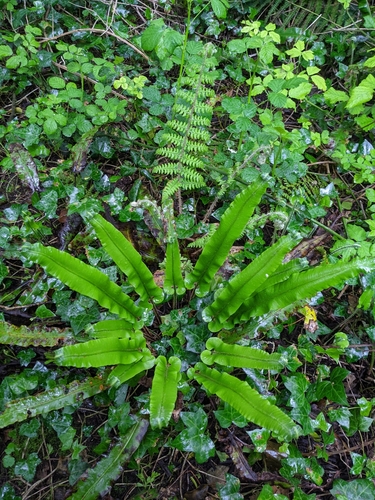 Asplenium scolopendrium