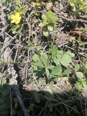 Ranunculus polyrhizos