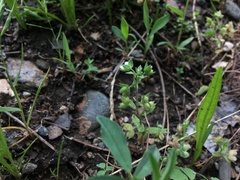 Veronica cardiocarpa