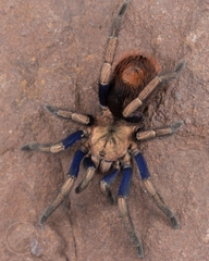 Hapalotremus