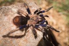 Hapalotremus