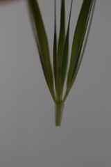 Hordeum murinum murinum