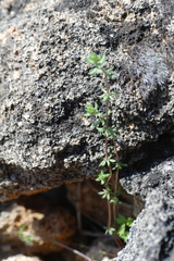 Galium verticillatum