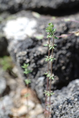 Galium verticillatum