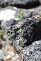 Galium verticillatum