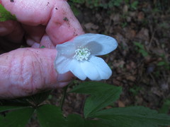 Anemonoides lancifolia