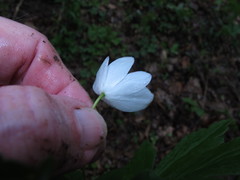 Anemonoides lancifolia
