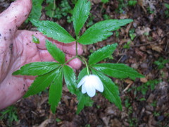 Anemonoides lancifolia