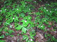 Anemonoides lancifolia