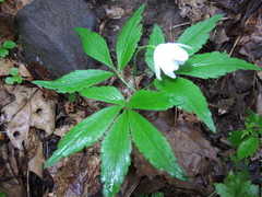 Anemonoides lancifolia